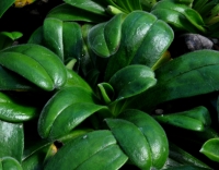 Slightly haired glossy green fleshy leaves in rosettes.